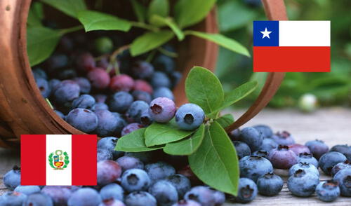 Los arándanos son frutas que no son originarios de Perú; sin embargo, se adaptaron en el norte del país. Foto: Andina/lr