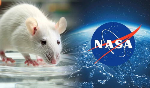 Resultados de ratones preocupan a la NASA por severas consecuencias. Composición: Lr/CNN Resultados de ratones preocupan a la NASA por severas consecuencias.