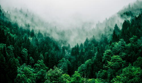 Este proceso natural convierte a las ardillas en agentes clave de regeneración forestal. Foto: Revista Oxigeno. El pequeño animal que planta millones de árboles y ayuda a la biodiversidad del mundo: clave para regenerar bosques