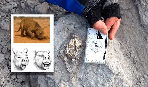 Descubren en Sudamérica fósil de nueva especie de mamífero que vivió hace 18 millones de años | Ichhutherium wayra | Argentina | Catamarca