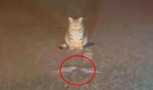 Las dos ratas estaban en pleno enfrentamiento, saltando una sobre la otra mientras el gato observaba con total atención.