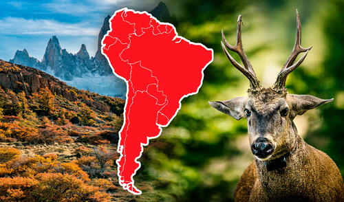 El huemul, uno de los animales más representativos de Chile y parte de su escudo nacional. Foto: Composición LR/aurora/Jan Vincent Kleine Este animal es símbolo nacional de Chile, pero se está salvando de la extinción gracias a otro país de Sudamérica