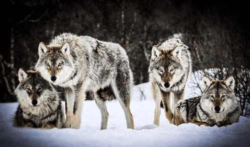 Lobos en California