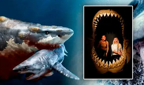 Estudio científico revela que el megalodon no era tan "mega" como se pensaba: tenía un cuerpo menos fornido