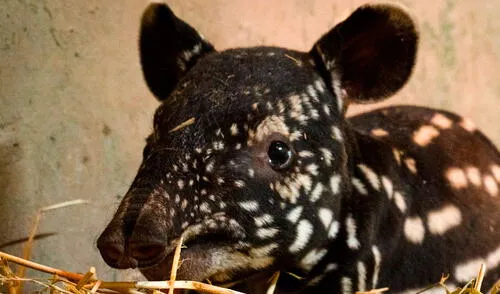 España registra un "logro clave" con el nacimiento del primer tapir malayo tras décadas en programa de reproducción