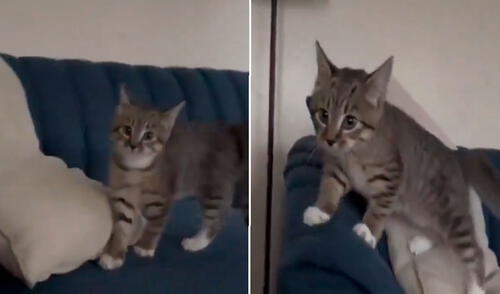 El gatito se ha vuelto muy popular en redes sociales. Foto: captura de X / @porqueTTarg