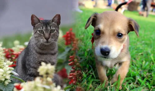 Los perritos y los gatitos son muy queridos por sus dueños y forman parte de la familia.