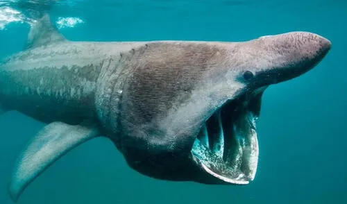 El tiburón de Groenlandia es el animal con más longevidad en la Tierra.