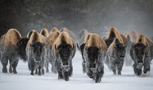Los bisontes de Yellowstone forman ahora una gran manada mestiza genéticamente sana, según una nueva investigación. Foto: IStock Los bisontes de Yellowstone forman ahora una gran manada mestiza genéticamente sana, según una nueva investigación.