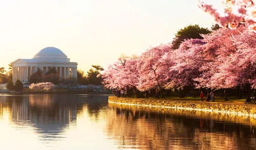 Festival de la Flor de Cerezo - Estados Unidos