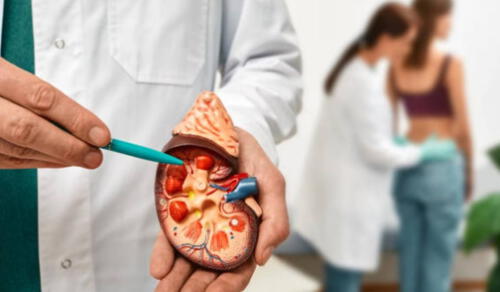 Dos de los órganos más esenciales en el cuerpo humano son los riñones. Foto: iStock.