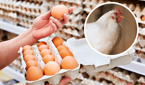 La propagación del virus aviar afectó a casi 13 millones de aves a principios de año, causando una crisis de disponibilidad. Sin embargo, la situación ha mejorado significativamente. Foto: Composición LR/AviNews/WIRED La propagación del virus aviar afectó a casi 13 millones de aves a principios de año, causando una crisis de disponibilidad. Sin embargo, la situación ha mejorado significativamente. Foto: Composición LR/AviNews/WIRED