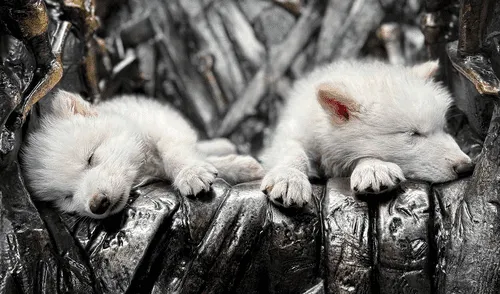 Rómulo y Remo, los cachorros de lobo gigante que fueron traídos a la vida por la empresa de biotecnología Colossal Biosciences.