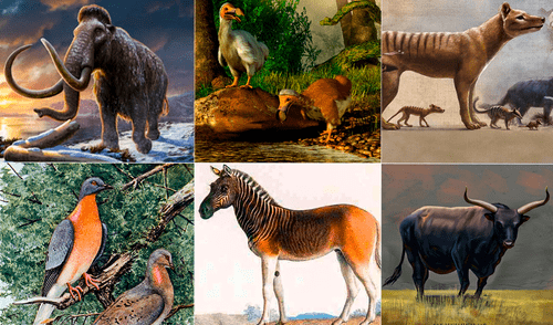 Científicos citados por Live Science indican que las especies que podrían volver a la vida son seis. Foto: Composición LR/NationalGeographic/Wired/Louis Agassiz. ¿La era de la desextinción? Científicos podrían devolver la vida a estas especies como hicieron con el lobo terrible