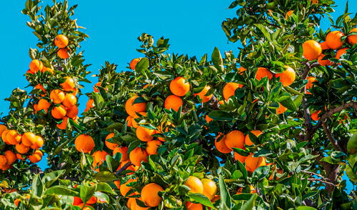 Gran parte de la producción de naranjas en Florida genera un consumo de 2.500 millones de litros de jugo en Estados Unidos. Foto: Composición LR/Portal Frutícola