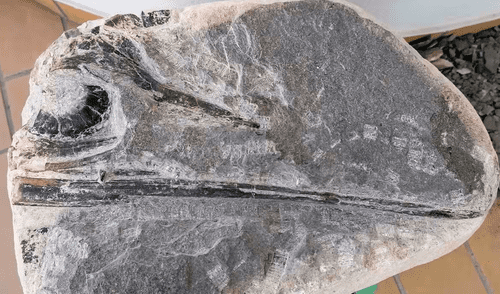 Descubren al 'reptil bacalao', una nueva especie de ictiosaurio del Jurásico Inferior, según estudio científico