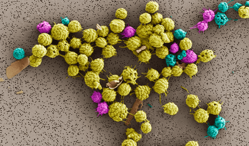 Bacterias que viven en grupos estrechamente unidos muestran cómo la vida pudo haber evolucionado hacia formas multicelulares complejas.