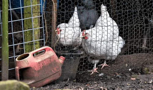 Autoridades mexicanas trabajan para encontrar otros casos sospechosos en el círculo cercano de la niña. Foto: RTVE. Autoridades mexicanas trabajan para encontrar otros casos sospechosos en el círculo cercano de la niña. Foto: RTVE.