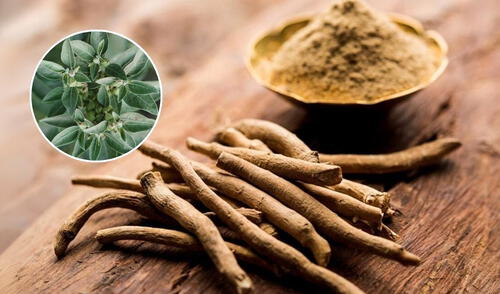 La ashwagandha es una planta medicinal que reduce el cortisol y alivia el estrés, y su efectividad varía según la hora en que se toma, optimizando beneficios como la mejora del sueño y el aumento de energía.