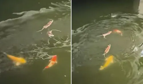 Usuarios no dudaron en compartir divertidas reacciones. Foto: composición LR/ TikTok Ratitas 'nadadoras' compiten por alimento con peces en laguna: “Nadie se libra de la competencia”