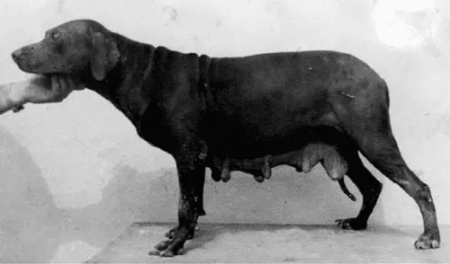 El pitbull peruano existió hace más de 100 años. Foto: composición LR/SciELO Perú El pitbull peruano existió hace más de 100 años. Foto: composición LR/SciELO Perú