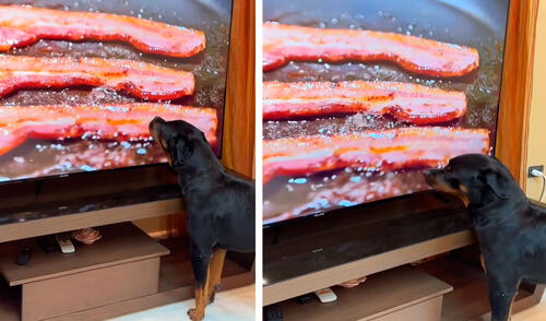 Las imágenes del rottweiler conmovieron a los usuarios en TikTok y pidieron al dueño que le invite un trozo de tocino.