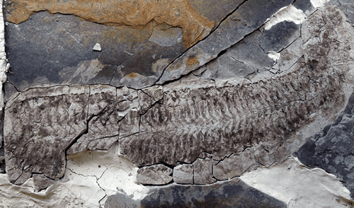 El fósil ha sido denominado Keurbos susanae y, según la investigadora principal, el nombre fue elegido en homenaje a su madre. Foto: University of Leicester. Descubren un fósil único de hace 444 millones de años que revela una nueva forma de fosilización