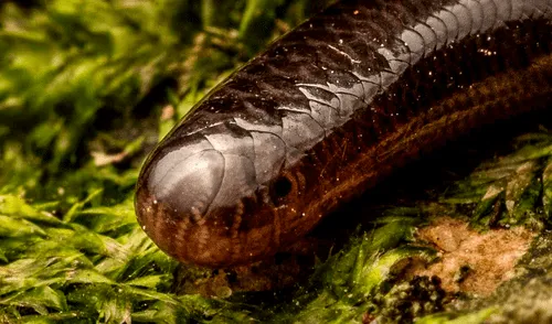 Considerada la serpiente más numerosa del planeta, la culebrilla ciega se caracteriza por su tamaño reducido. Foto: Hong Kong Snakeid. Estudio científico registra a la culebrilla ciega por primera vez en Sudamérica: la serpiente invasora más numerosa del mundo