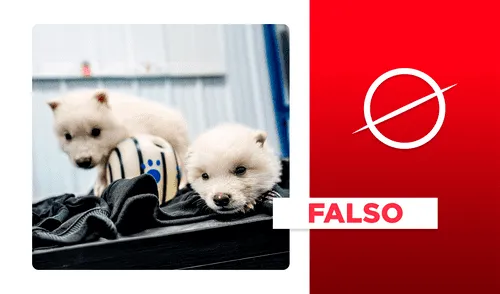 No revivieron a los lobos terribles