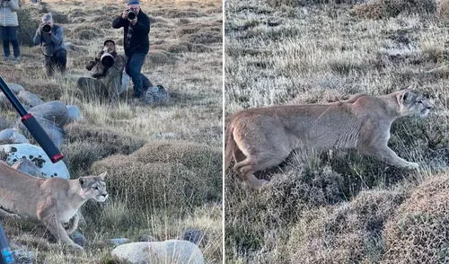 Este tipo de encuentros son sumamente especiales, ya que los pumas suelen evitar la interacción directa con seres humanos. Foto: @fotosafaritorresdelpaine/ Instagram Puma asombra a fotógrafos al caminar entre ellos para cazar un guanaco: “Por favor, silencio estoy trabajando”
