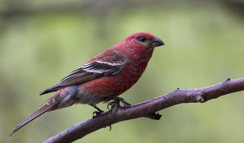 Pinicola enucleator. Foto: Observation.org Pinicola