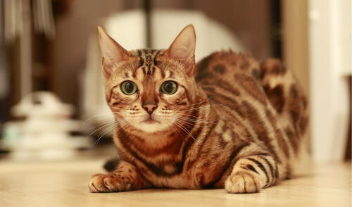 La Asociación Internacional del Gato (TICA) reconoció oficialmente a los gatos Bengala como una raza en 1986. Foto: Pixabay. La Asociación Internacional del Gato (TICA) reconoció oficialmente a los gatos Bengala como una raza en 1986. Foto: Pixabay.