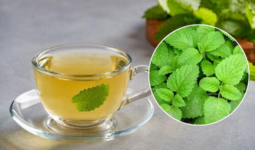 El toronjil es una planta medicinal que ayuda a combatir el hígado graso, reduce el riesgo de cirrosis hepática y mejora la función hepática gracias a sus propiedades antiinflamatorias y antioxidantes.