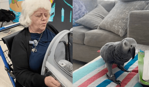 Negaron el embarque a mujer mayor por llevar un loro, dejándola varada en Puerto Rico. Foto: Composición LR Negaron el embarque a mujer mayor por llevar un loro, dejándola varada en Puerto Rico. Foto: Composición LR
