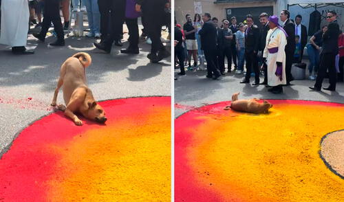 El perrito no dudó en acercarse a la alfombra de aserrín y comenzó a revolcarse lo que dejó los asistentes sorprendidos. Foto: composición/ TikTok / @pabloambrosio10 El perrito no dudó en acercarse a la alfombra de aserrín y comenzó a revolcarse lo que dejó los asistentes sorprendidos.