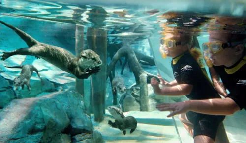 Entre sus principales atracciones se encuentra el nado con delfines en una amplia laguna, así como el esnórquel en The Grand Reef. Foto: difusión. Entre sus principales atracciones se encuentra el nado con delfines en una amplia laguna, así como el esnórquel en The Grand Reef. Foto: difusión.