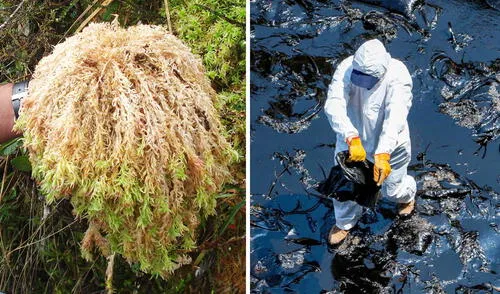 Un nuevo material biodegradable creado por la Universidad de Educación de Guizhou ofrece una alternativa sustentable para la limpieza de petróleo en el mar, gracias a su alta absorción y reutilización. Foto: composición LR/Inka Moss/IAEA Científicos chinos convierten musgo en un 'superabsorbente' de petróleo: la solución barata ante derrames tóxicos