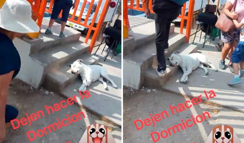 Las emotivas imágenes se viralizaron en redes sociales. Foto: captura de TikTok