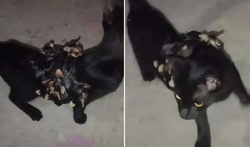 Gatita desaparecida vuelve a casa tras dos días con crías de zarigüeya: “Mamá adoptiva”