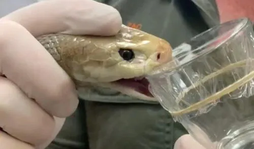 Una sola mordida puede acabar en media hora con la vida de sus presas.