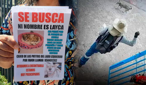 Preocupación por la desaparición de Layca, la perrita víctima de agresión. Foto: composición LR. Perrita agredida por trabajador desaparece tras ser enviada a un hogar temporal en Arequipa