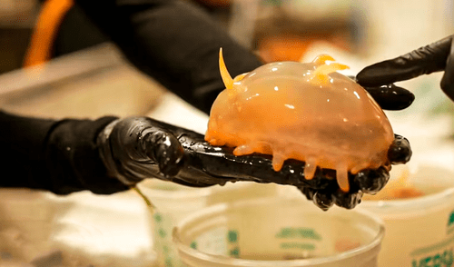 Científicos descubren en el fondo del océano Antártico extraños 'cerdos marinos', una 'mariposa' en desove y más