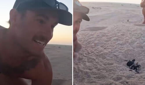 Joven evita que gaviotas ataquen a tortugas recién nacidas y genera debate en redes: "No hay que interferir"