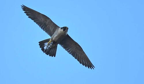 Esta veloz ave puede cazar a más de 300 kilómetros por hora. Foto: CNN Esta veloz ave puede cazar a más de 300 kilómetros por hora.