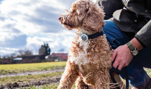 MSD Animal Health ofrece recomendaciones para garantizar la seguridad y salud de perros y gatos en los traslados. MSD Animal Health ofrece recomendaciones para garantizar la seguridad y salud de perros y gatos en los traslados.