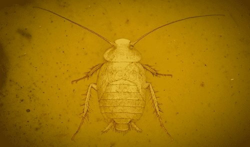 La cucaracha de hace 99 millones de años que vivió con dinosaurios y fue hallada intacta en Asia