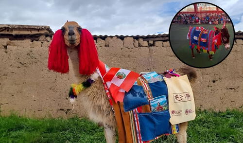 Un burrito y una llama recorren diversas comunidades de Cusco con libros y revistas. Foto: Composición LR/Oficina de Prensa-San Borja
