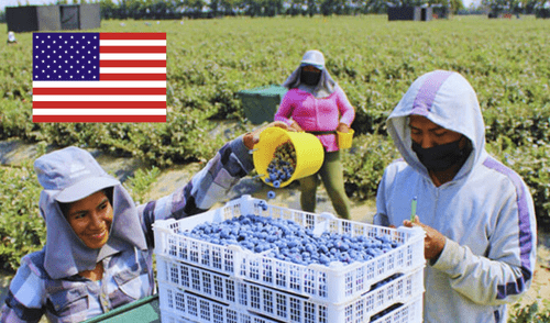 Los arándanos fueron los productos que más se exportaron desde esta región del país a Estados Unidos. Foto: composición LR/Andina Los arándanos fueron los productos que más se exportaron desde esta región del país a Estados Unidos.