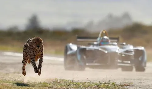 Este temido depredador es rápido como un auto de carreras y arrasa con sus presas en segundos. Foto: ESPN Este temido depredador es rápido como un auto de carreras y arrasa con sus presas en segundos