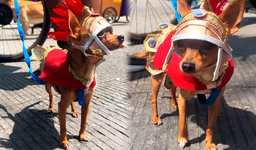 El can lucía una armadura de imitación metálica, una capa color escarlata y un casco adornado con un penacho. Foto: composición LR/rudy._salazar/TikTok Perrito chihuahua en Semana Santa